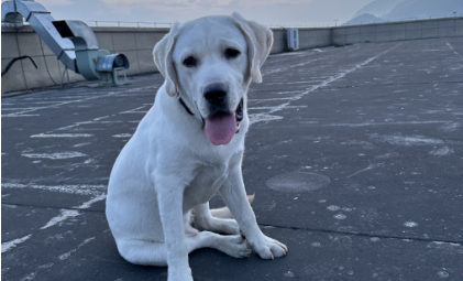 xkty星空,xkty.com-1.26亿只“毛孩子”，撑不起“宠物友好酒店”？